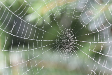 web