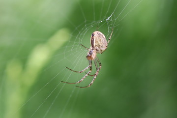Spider