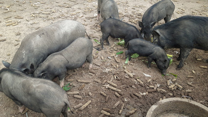 A group of animals in a farm.