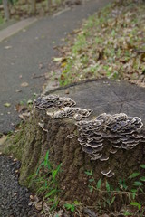 木の切り株とキノコ
