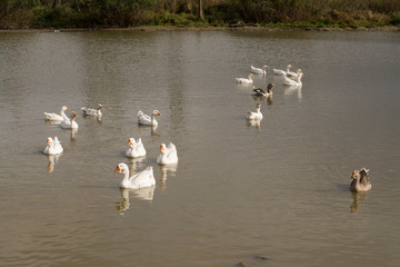 goose, bird white