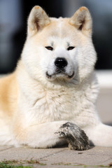 Portrait of beautiful three years old akita inu dog outdoors