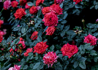 Red roses on leaves background