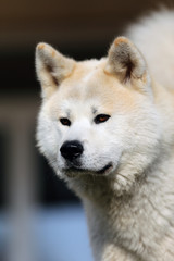  Outdoor close up portrait of an akita dog or akita inu japanese akita