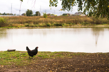 chicken domestic feathers,
