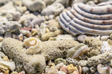 Macro pattern from pieces of sinks and corals on the beach