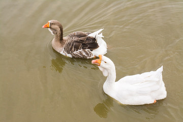 goose, bird white