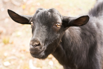 farm goat mammal