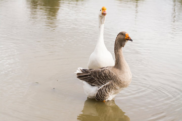 goose, bird white
