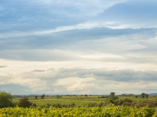 Vineyard landscape with a cloudy sky