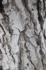 bark of a tree