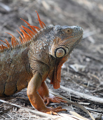 American Iguana in South Florida
