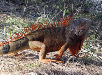 American Iguana in South Florida