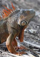 American Iguana in South Florida