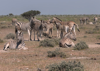 Fototapeta na wymiar Herd of Burchell Zebra relaxing on the savanna, Etosha National Park, Namibia