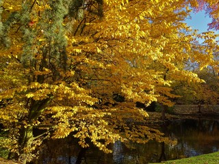 Fototapeta na wymiar Herbstfarben 16