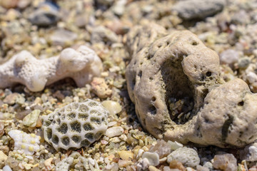Macro pattern from pieces of sinks and corals on the beach