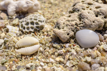 Macro pattern from pieces of sinks and corals on the beach