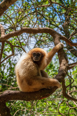 Gibbon  in the Monkeyland Primate Sanctuary