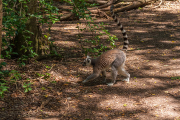 Ringtaled Lemur Katta in the Monkeyland Primate Sanctuary