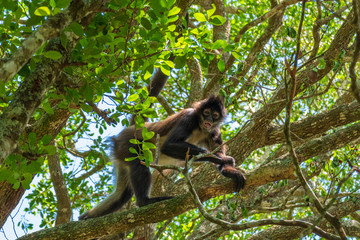 Spidermonkey in the Monkeyland Primate Sanctuary