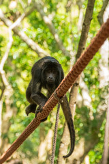 Howler Monkey in the Monkeyland Primate Sanctuary