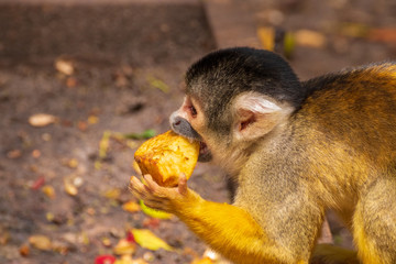 Squirrel Monkey