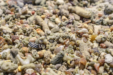 Macro pattern from pieces of sinks and corals on the beach