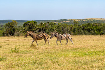Fototapeta na wymiar Zebra in the Addo Elephant National Park