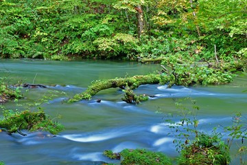 奥入瀬渓流の情景
