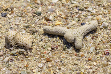 Macro pattern from pieces of sinks and corals on the beach
