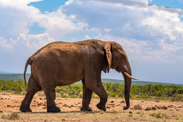Fototapeta premium Elephant in the Addo Elephant National Park