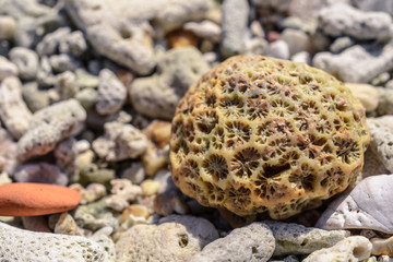 Macro pattern from pieces of sinks and corals on the beach