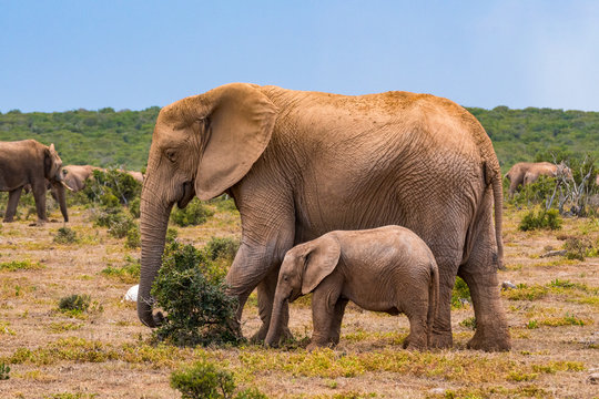 Elephant in the Addo Elephant National Park
