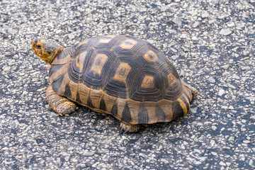 Turtle in the Addo Elephant Park