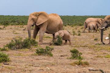 Fototapeta premium Elephant in the Addo Elephant National Park