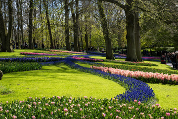 Tulip Fields of Amsterdam