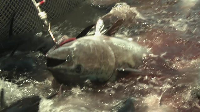 Thunfischfang mit einer traditionellen Tonnara in Italien