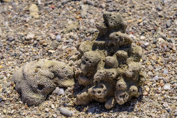 Macro pattern from pieces of sinks and corals on the beach