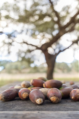 Heap of fallen acorns from holm oak trees at sunset