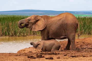 Elephant in the Addo Elephant National Park © Norbert Baum