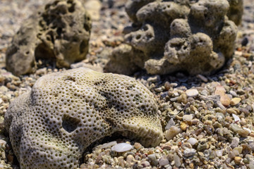 Macro pattern from pieces of sinks and corals on the beach
