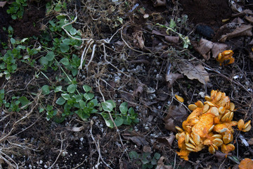 Green plants and vegetable marrow with seeds on rich soil, compost, horizontal aspect