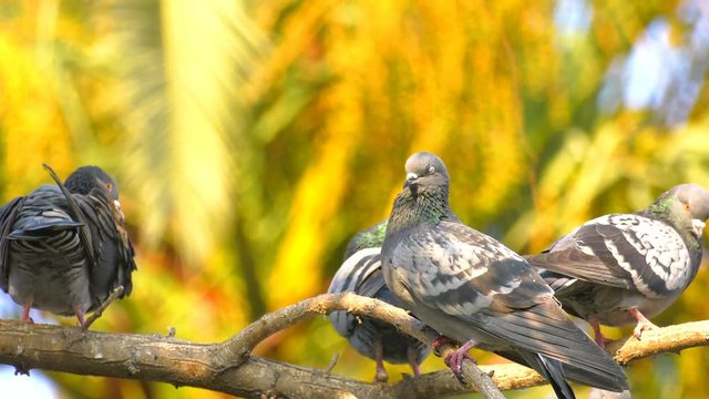 Animal Bird Pigeons on Tree in Nature