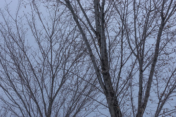 Looking through trees on a cloudy day