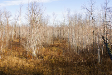 Looking down cleared paths through a forest of birch trees in autumn in Minnesota