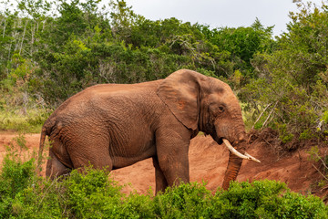 Elephant in the Addo Elephant National Park