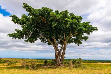 Fototapeta na wymiar Marula tree in the Addo Elephant National Park