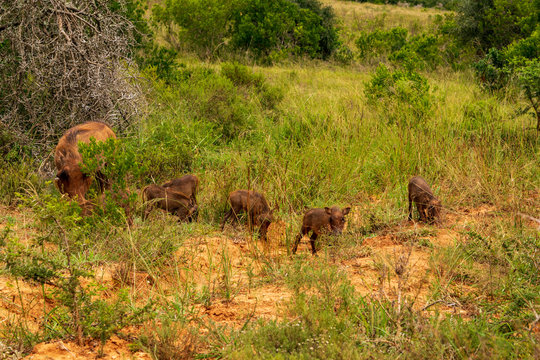 Hidden Warthogs © Norbert Baum