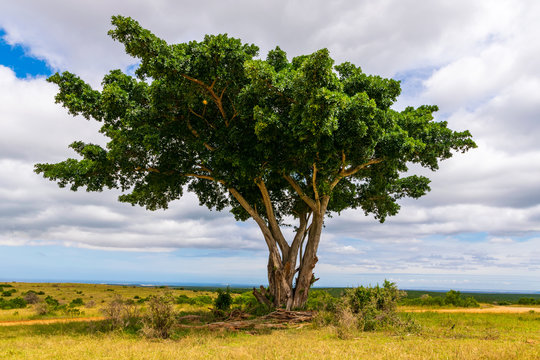 Marula tree in the Addo Elephant National Park